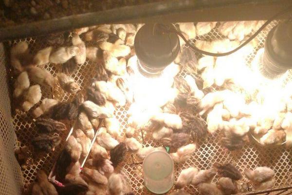 芦丁鸡冬天怎么养，孵化的湿度和温度多少