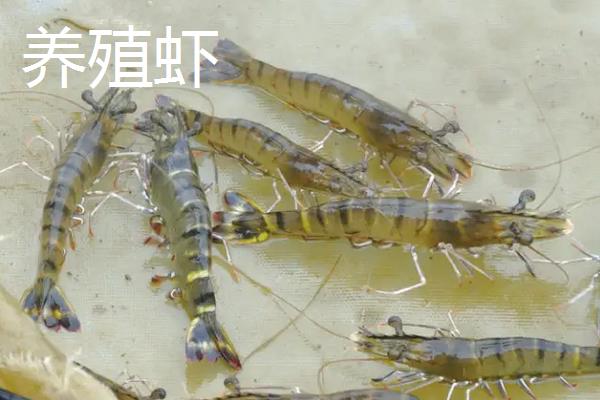 野生海虾和养殖虾有什么区别，附虾的养殖方法