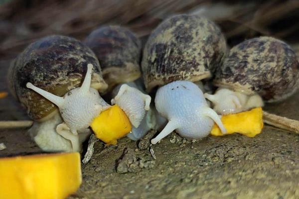 白玉蜗牛怎么繁殖，附养殖方法