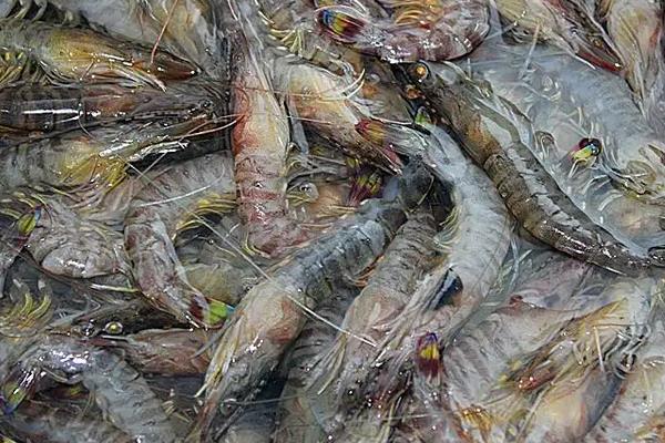 基围虾养殖方法，基围虾和普通虾有什么区别