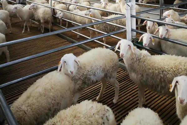 湖羊的养殖技术与管理，适合哪些地区养殖