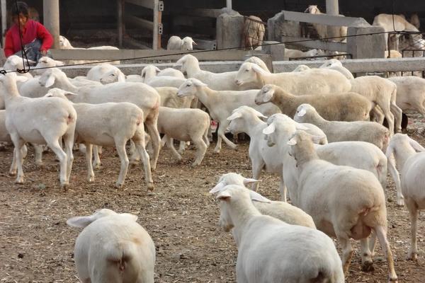 羊养殖技术，羊每天吃多少草料和饲料