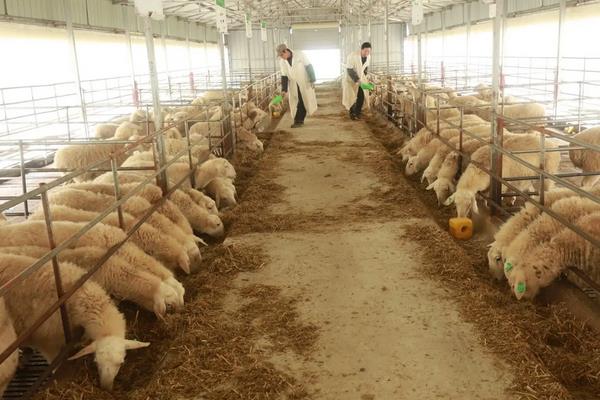 湖羊的养殖技术与管理，适合哪些地区养殖