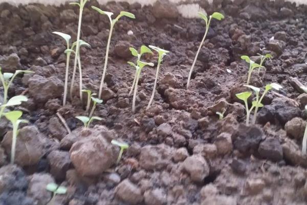 黄瓜地第二年可以继续种吗，附黄瓜的种植方法