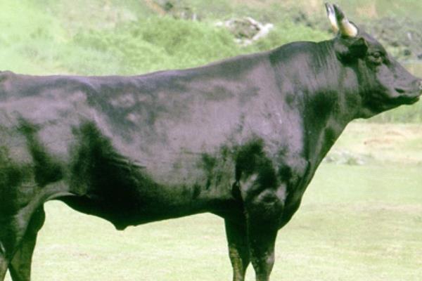 为什么中国养不出和牛，和牛是什么牛