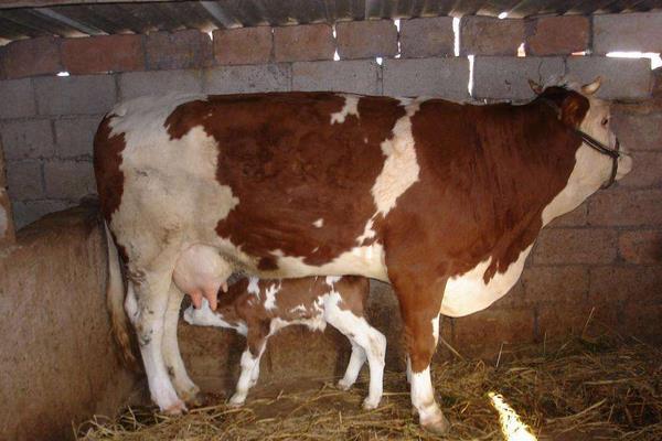 圈养牛的饲养方法，金沙牛怎么养殖