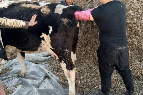 牛输精的操作过程，怎样鉴别母牛怀的是公还是母