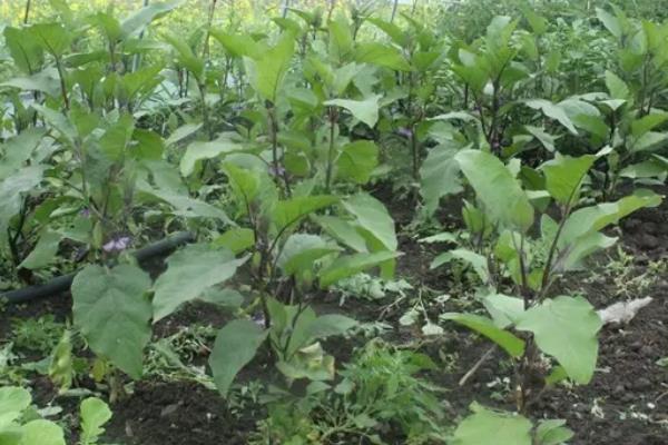 茄子的生活环境，附种植方法