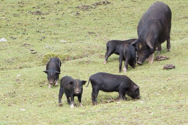 藏香猪最大能长多少斤，附养殖技术