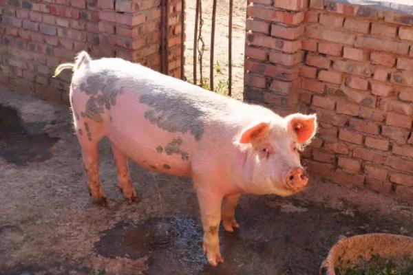 养猪属于养殖业还是畜牧业，养猪需要办理什么手续
