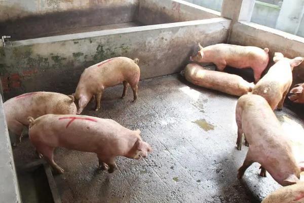 养猪属于养殖业还是畜牧业，养猪需要办理什么手续