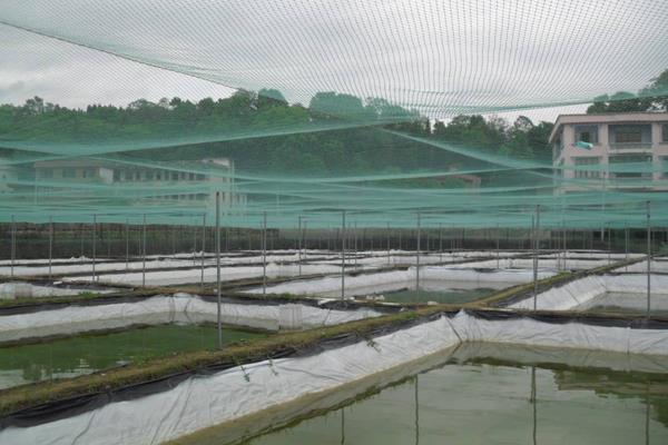泥鳅工厂化养殖技术，附养殖池建造方法