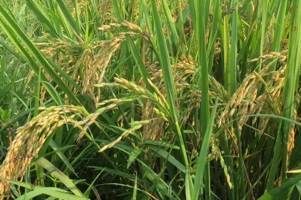 三系法杂交水稻，附原理和种植技术