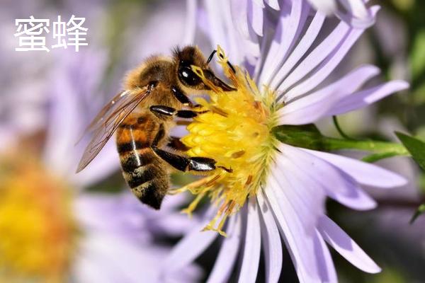 蜜蜂和马蜂的区别