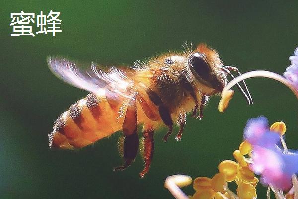 蜜蜂和马蜂的区别