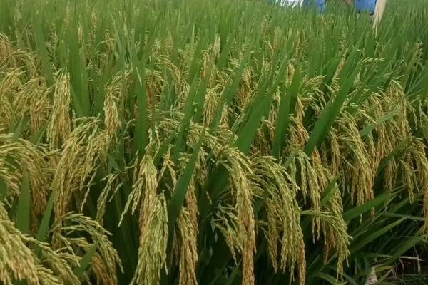 三系法杂交水稻，附原理和种植技术