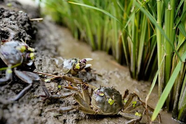 稻田养蟹属于生态农业吗，附稻田河蟹养殖方法