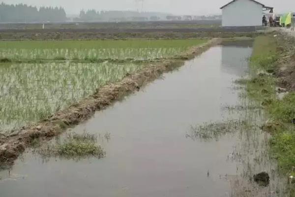 稻田养殖小龙虾怎么养，可以和稻田鱼混养吗