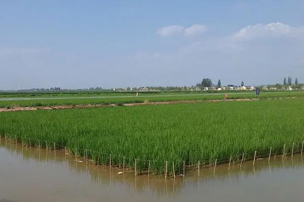 稻田里养螃蟹一般几个月成熟，附养殖方法