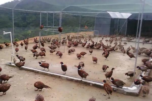 七彩山鸡养殖方法，和野鸡有什么区别