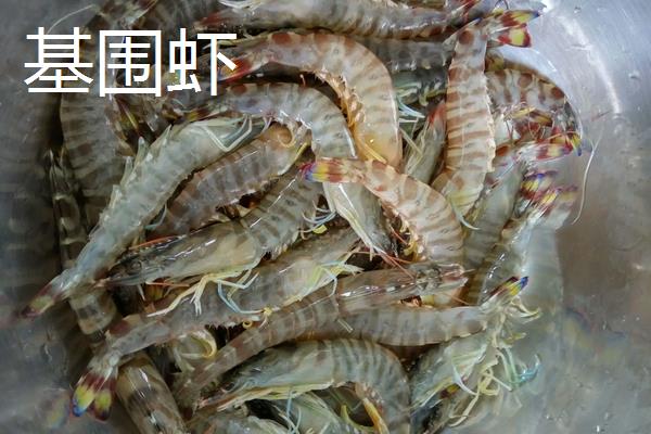基围虾养殖方法，基围虾和普通虾有什么区别