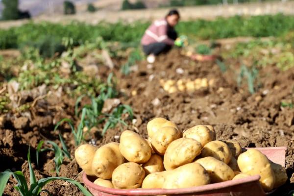 土豆亩产量一般能达到多少斤，附种植方法