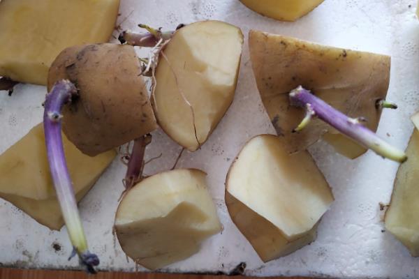 马铃薯种植技术与管理，什么时候种植好