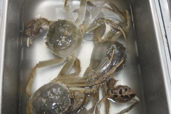 河蟹买回来怎么养不死，河蟹属于海鲜类吗