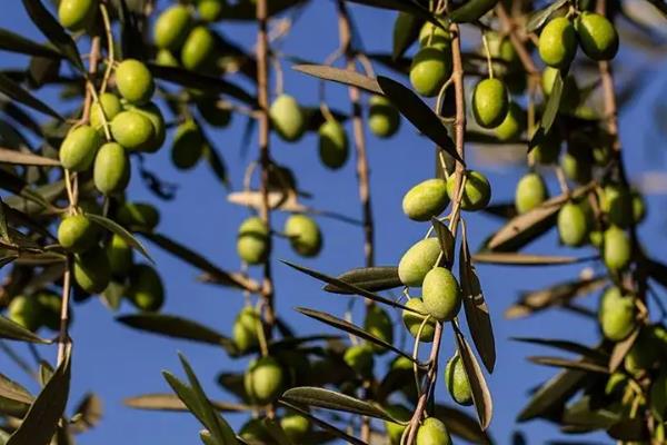 油橄榄种植的气候条件，油橄榄适合种植在哪些地区