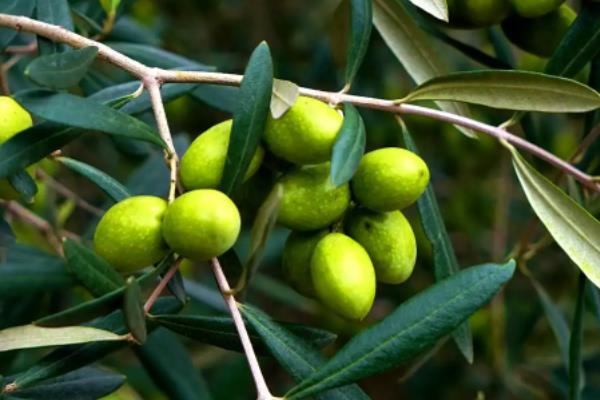 油橄榄种植的气候条件，油橄榄适合种植在哪些地区