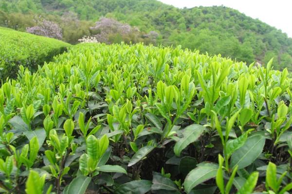 给茶树施什么肥，怎么种植和管理