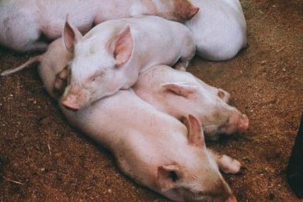 200斤猪要养几个月，猪养多少个月可以出栏