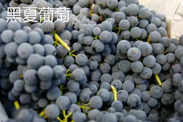 巨峰葡萄亩产量多少斤，巨峰葡萄和黑夏葡萄的区别