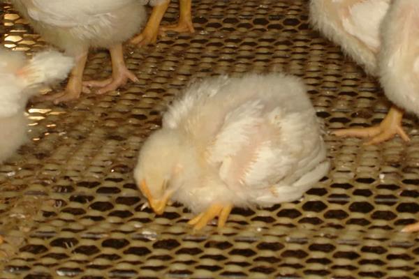刚买的小鸡为什么会陆续死去，怎么养才不容易死