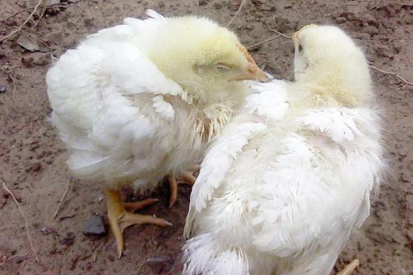 刚买的小鸡为什么会陆续死去，怎么养才不容易死
