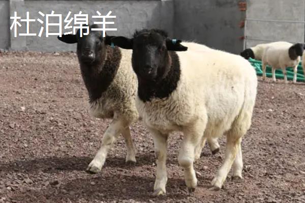 杜泊绵羊和萨福克羊有什么区别