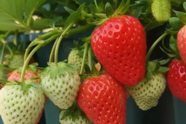 草莓亩产量一般能达到多少，一亩露天草莓利润多少