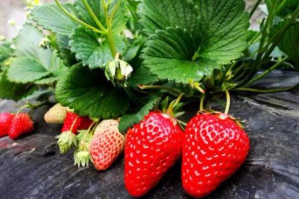 草莓株距行距多少厘米，附草莓的种植技术