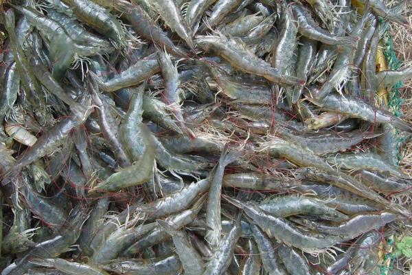 南美白对虾60天能长多大，附养殖技术