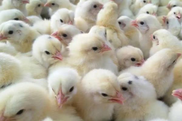 养鸡一般几月份买鸡苗，鸡苗买回来如何饲喂