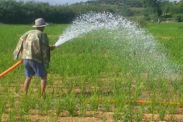 旱直播水稻种植技术，需要用多少种子