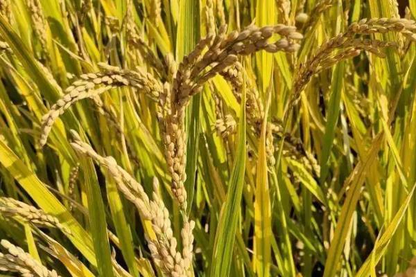 旱稻一亩收多少斤，附种植技术