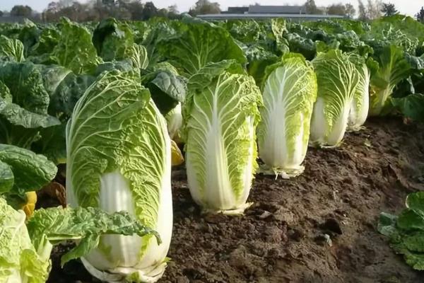 白菜可以用氯化钾的肥吗，附种植方法