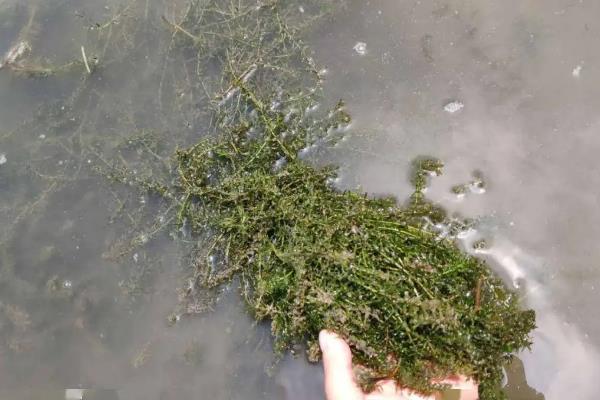 伊乐藻种植方法，冬天可以种植吗