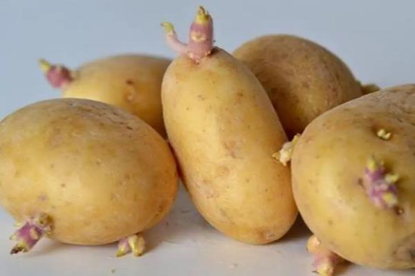 土豆的种植技术，发芽了还能吃吗