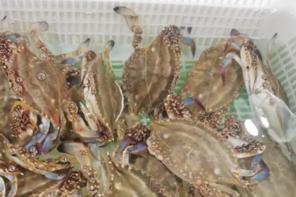 梭子蟹可以养殖吗，附养殖方法和条件