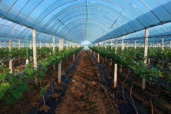 大棚葡萄种植技术与管理，种植什么品种好