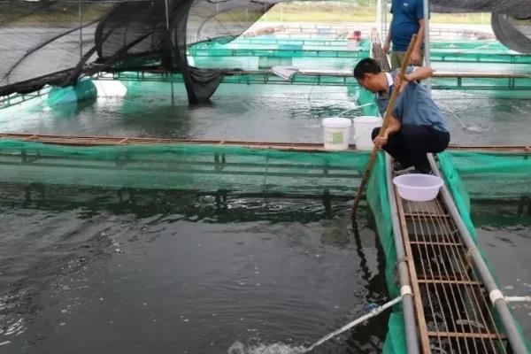 桂鱼养殖技术及饲料，适合什么地方养殖