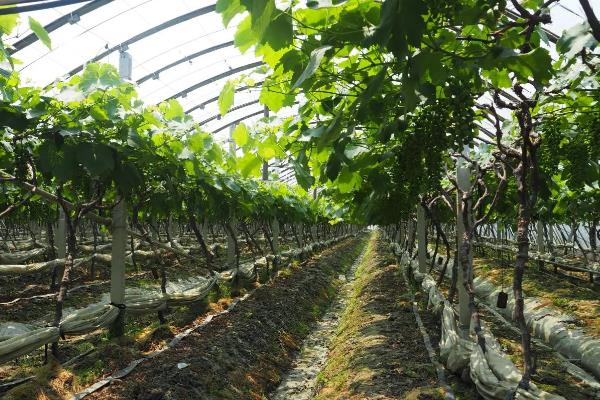 大棚葡萄种植技术与管理，种植什么品种好