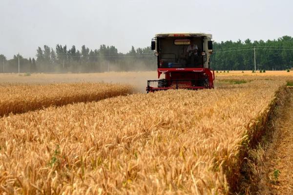 小麦的种植技术和流程，小麦生长过程记录表